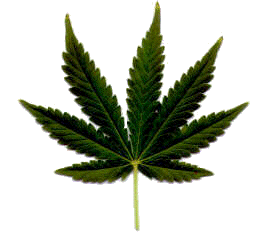 cannabis Seeds of Bubblelicious marijuana